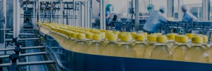 assembly line of capped bottles with yellow liquids