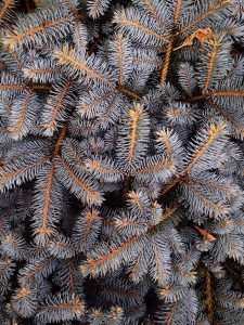 close up view of blue spruce tree