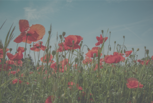 Field of poppies against blue sky