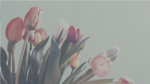 Pink tulips against white background