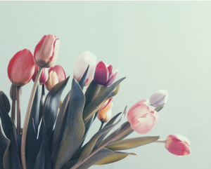 Pink tulips against white background